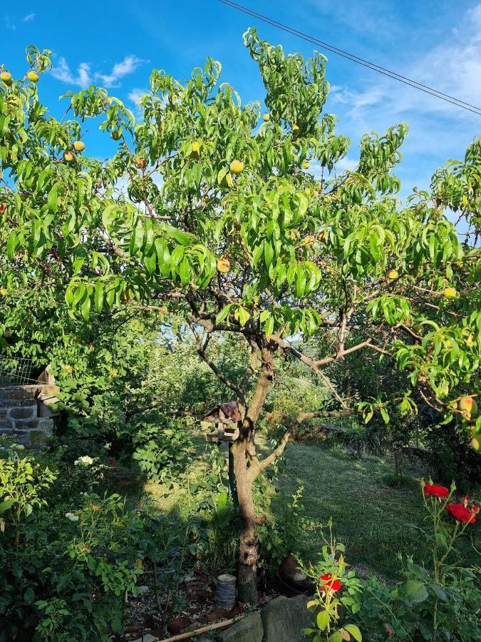 Istrian Stone House With A Big Garden Villa Marezige Bagian luar foto